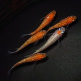 【現物】王華　5匹　オス2メス3　0457