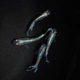 【現物】【初物】モルフォ×垂水ロングフィンF6　若魚 　2ペア　0502