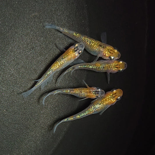 【現物】【上物】ユリシス極ラメ個体若魚　5匹　オス3メス2　0510