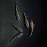 【現物】ユリシス極ラメ個体若魚　5匹　オス2メス3　0518