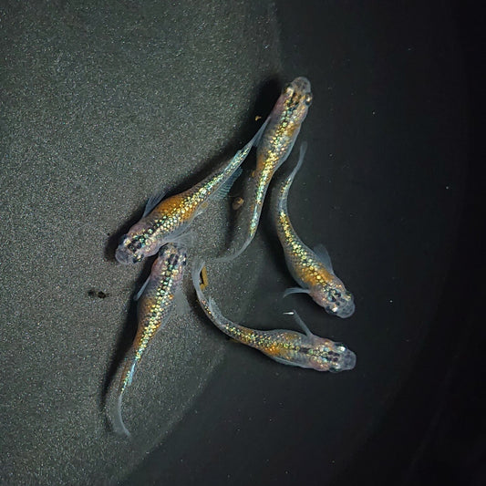 【現物】【上物】ユリシス極ラメ個体　5匹　オス2メス3　0527