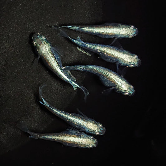 【現物】鯖の極み　6匹　オス4メス2　0559