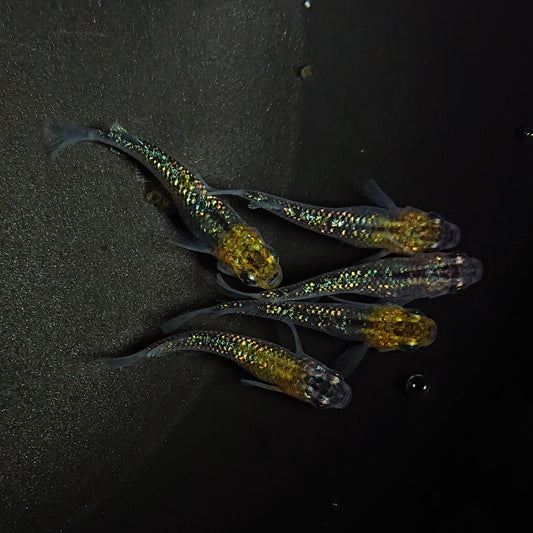 【現物】鬼ラメ×夜桜ゴールドF6　5匹　オス2メス3　0585