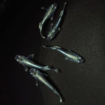 【現物】【上物】ブラックモルフォ亜種typeブルー 若魚　5匹　オス2メス3　0583