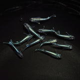 【現物】ブラックモルフォ亜種typeブルー 若魚　5ペア　0589