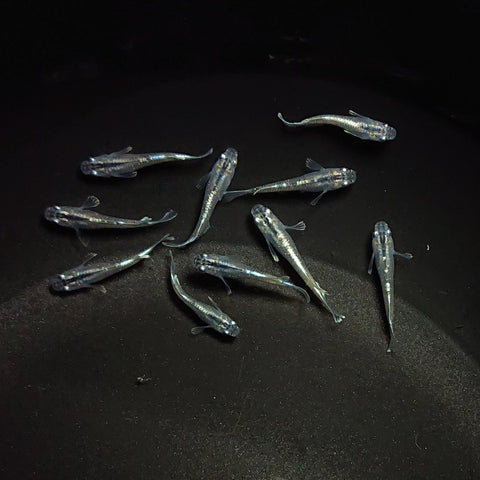 【現物】【現物イベント特価】マリアージュロングフィン若魚　10匹　0601
