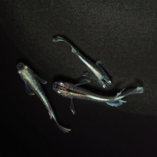 【現物】【上物】グランブルー 若魚　3匹　オス1メス2　0610