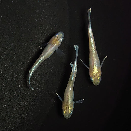 【現物】【上物】ルアンモルフォ 若魚　3匹　オス1メス2　0609