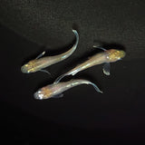 【現物】【上物】ルアンモルフォ 若魚　3匹　オス1メス2　0609