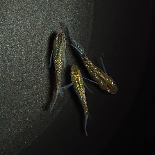 【現物】【上物】サボラメリアルロングフィン若魚　3匹　オス1メス2　0613