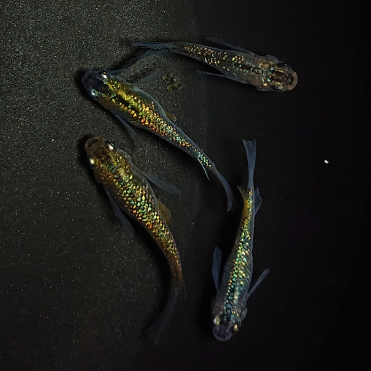 【現物】【上物】サボラメリアルロングフィン　4匹　オス1メス3　0660