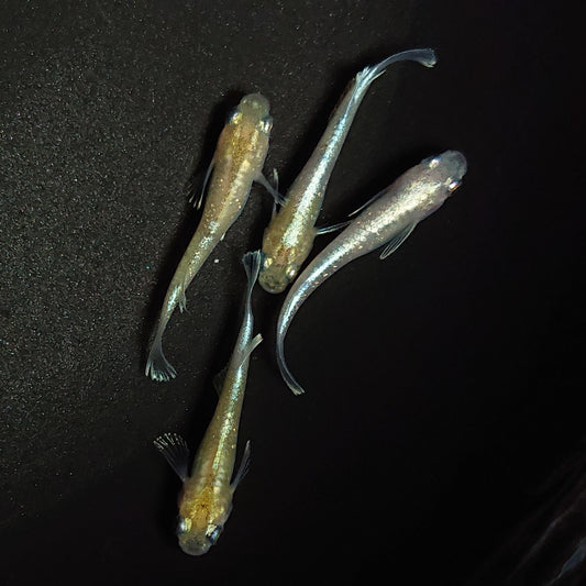 【現物】【上物】ルアンモルフォ若魚　4匹　オス1メス3　0697