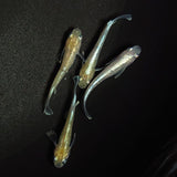 【現物】【上物】ルアンモルフォ若魚　4匹　オス1メス3　0697