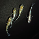 【現物】【上物】ルアンモルフォ若魚　4匹　オス1メス3　0697