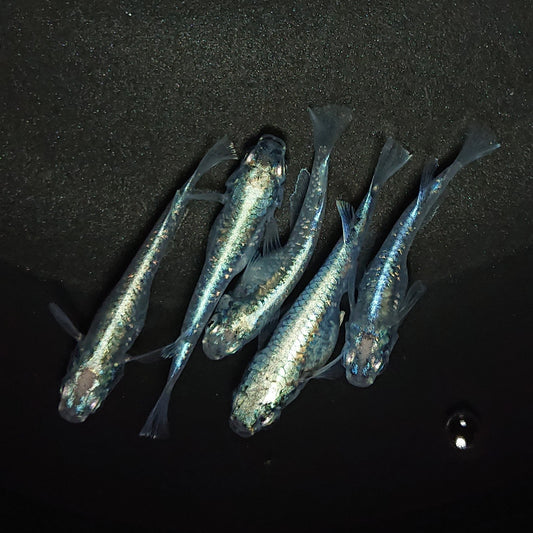【現物】鯖の極み　5匹　オス2メス3　0725