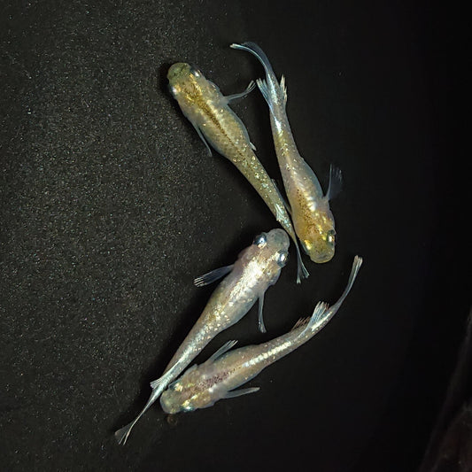 【現物】【上物】ルアンモルフォ若魚　2ペア　0745