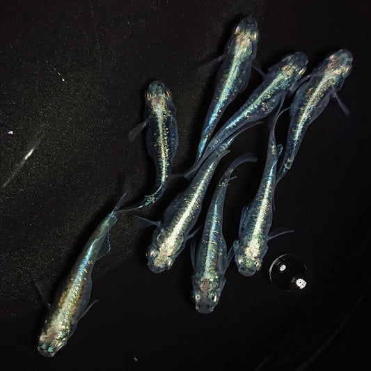 【現物】鯖の極み　8匹　オス2メス6　0785