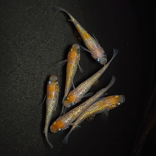 【現物】王華　6匹　オス2メス4　0792