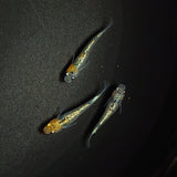 【現物】ラメ王若魚　3匹　オス1メス2　0803