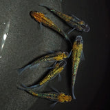 【現物】【上物】鬼ラメ×夜桜ゴールドF6　6匹　オス4メス2　0826