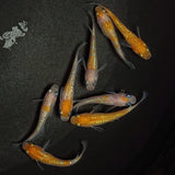 【現物】王華　8匹　オス5メス3　0843