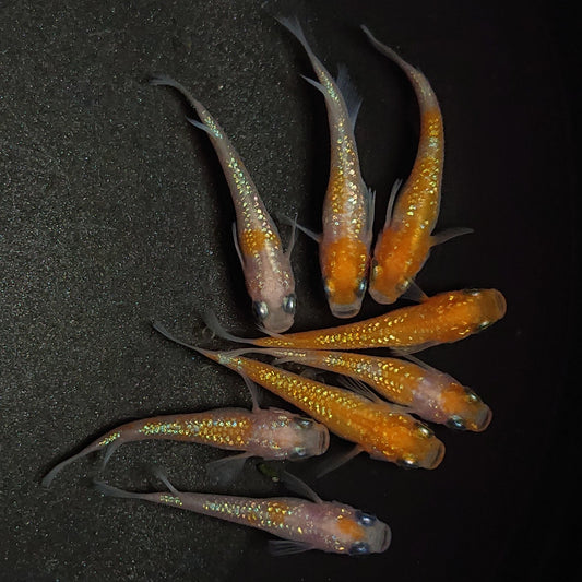 【現物】王華　8匹　オス5メス3　0843