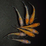 【現物】王華　8匹　オス5メス3　0843