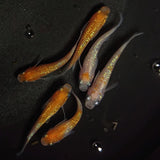 【現物】王華　6匹　オス4メス2　0868