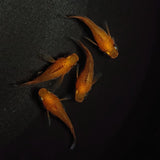 【現物】【上物】紅薊本だるま若魚　2ペア　0867