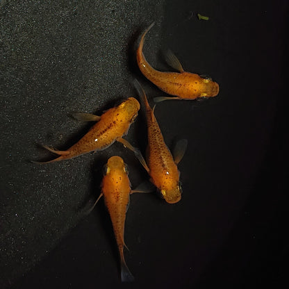 【現物】【上物】紅薊本だるま若魚　2ペア　0867
