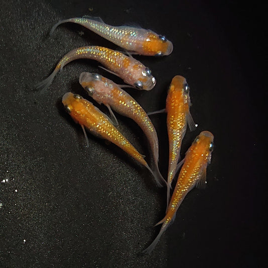 【現物】王華　6匹　オス4メス2　0881