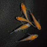 【現物】【上物】紅白半だるま　5匹　オス2メス3　0883