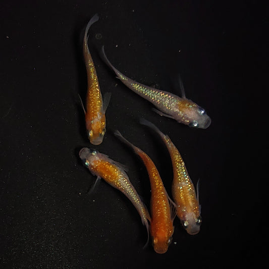 【現物】王華　5匹　オス3メス2　0972