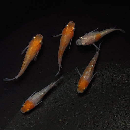 【現物】紅白半だるま　5匹　オス3メス2　0973