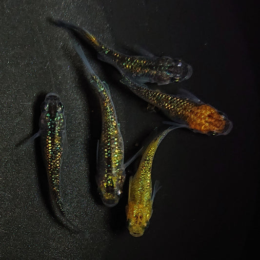 【現物】鬼ラメ×夜桜ゴールドF6　5匹　オス2メス3　0982