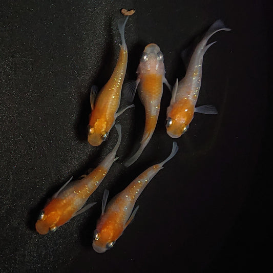 【現物】紅白半だるま　5匹　オス2メス3　0988