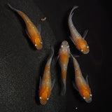 【現物】紅白半だるま　5匹　オス2メス3　0988