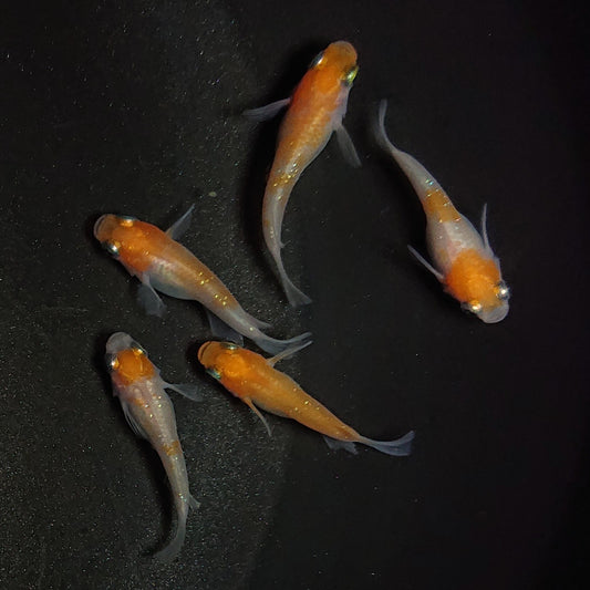 【現物】紅白半だるま　5匹　オス2メス3　1013