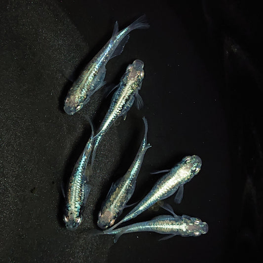 【現物】鯖の極み　3ペア　1011