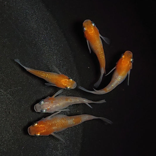 【現物】紅白半だるま　5匹　オス2メス3　1031