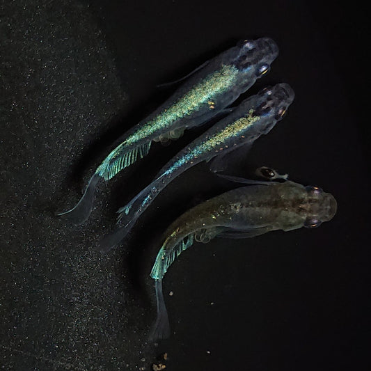 【現物】【NEW】モルフォリアルロングフィン×エメラルドフィン F9 若魚　3匹　オス2メス1　1050