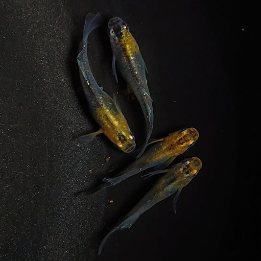 【現物】【NEW】華蓮松井ヒレ長×紅薊 F5 若魚　2ペア　1048