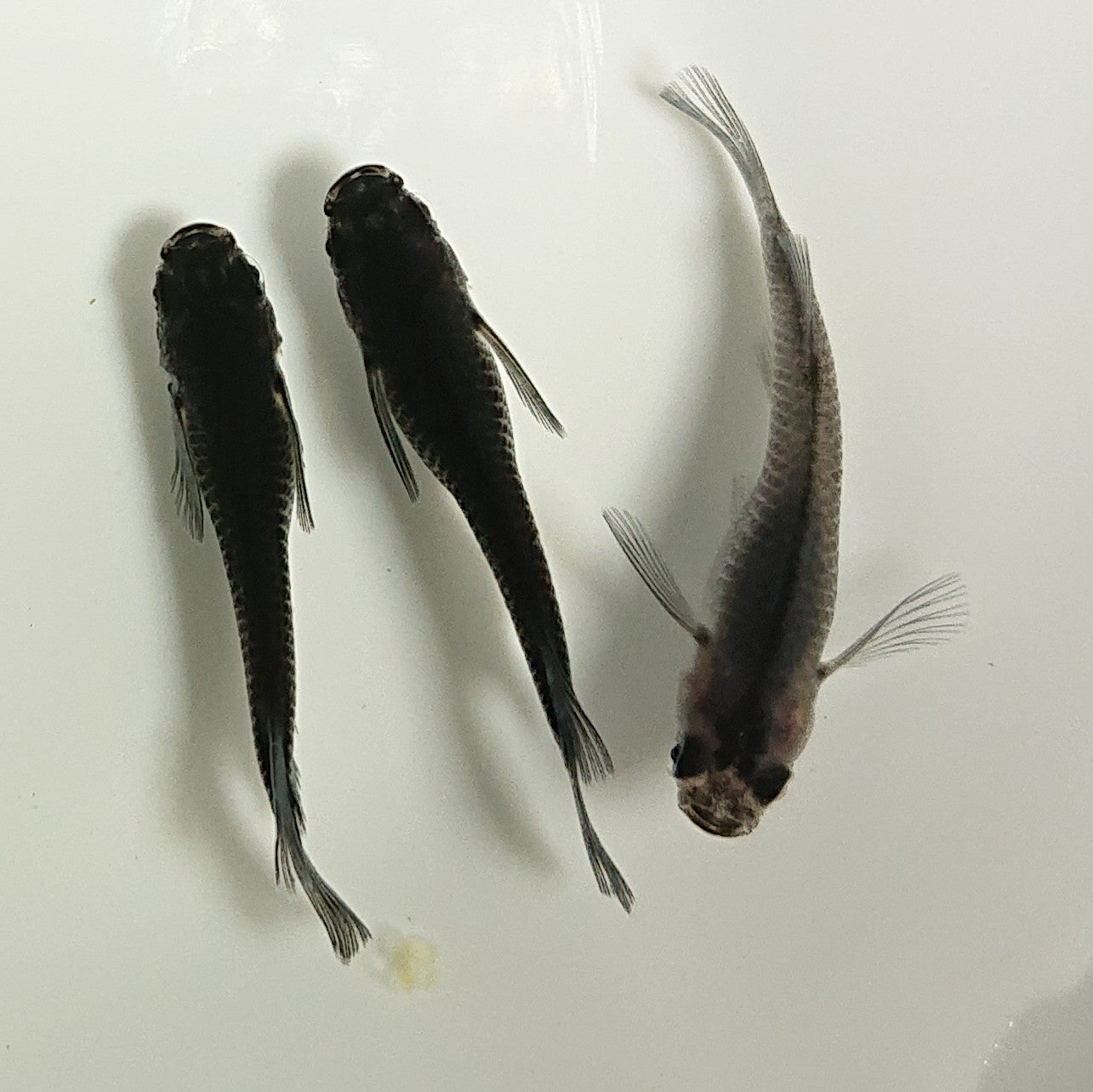 現物】【NEW】黒龍リアルロングフィン 若魚 3匹 オス2メス1 1049 – いぶき | 指宿メダカとミジンコの通信販売