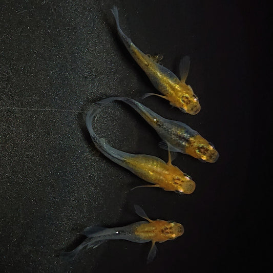 【現物】華蓮松井ヒレ長×紅薊 F5 若魚　4匹　オス1メス3　1060