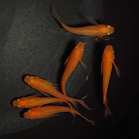 【現物】紅帝リアルロングフィン　6匹　オス2メス4　メス1匹メラー表現あり　1069