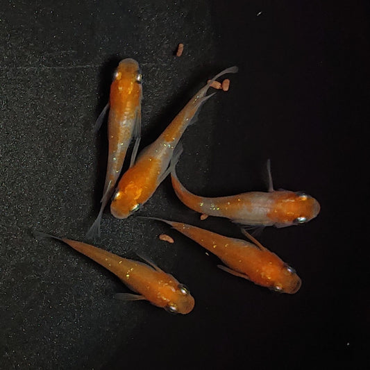【現物】紅白半だるま　5匹　オス2メス3　1068