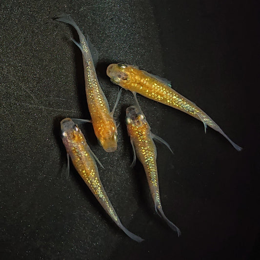 【現物】【上物】三色ラメ松井ヒレ長 若魚　2ペア　1066