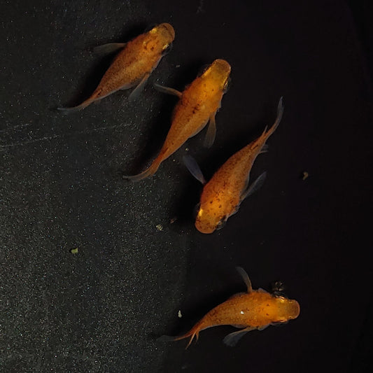 【現物】紅薊本だるま 若魚　2ペア　1072
