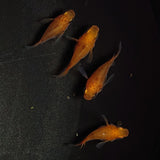【現物】紅薊本だるま 若魚　2ペア　1072