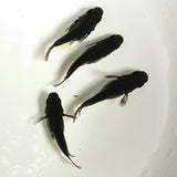 【現物】【親グレード】オロチ本だるま　4匹　オス1メス3　1084
